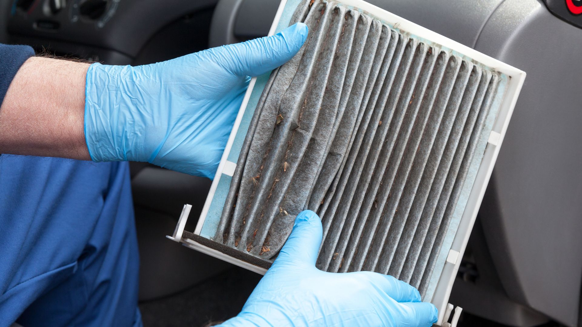 Fall Allergens in Car